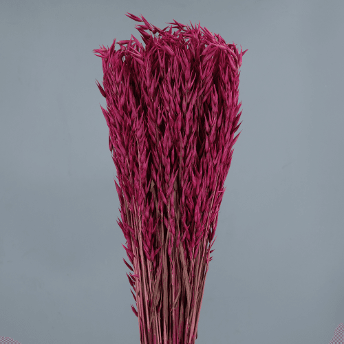 Avena Sativa 200 gr, Fucsia, 80cm