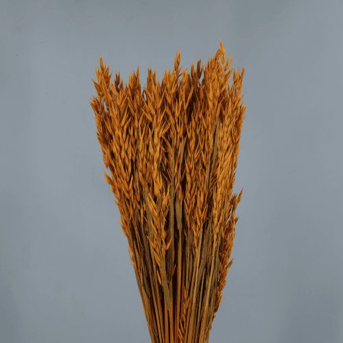 Avena Sativa 200 gr, Naranja, 80cm