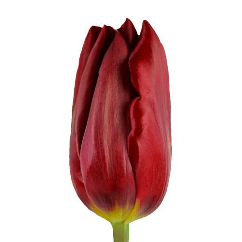 Tulipan Strong Love, Rojo, 1 tallos, 40cm