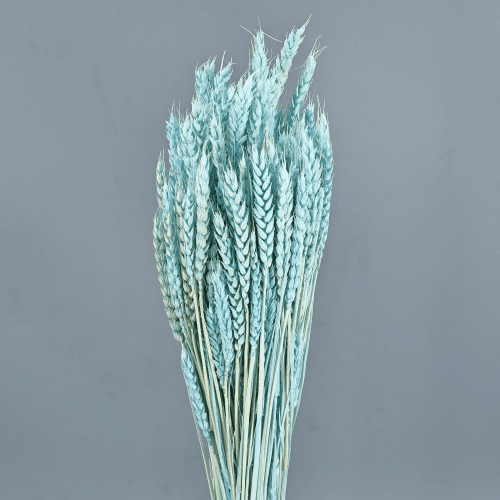 Trigo Celeste 200 gr, Celeste, 80cm