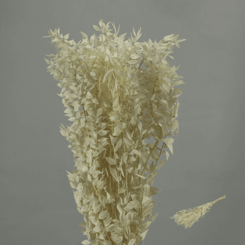 Ruscus Blanco, 70cm