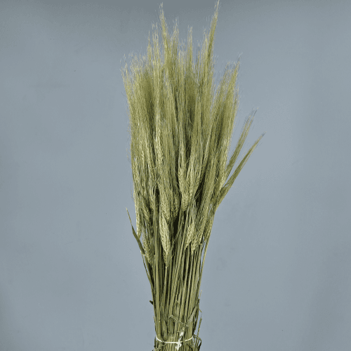 Triticum Natural, Natural, 60cm