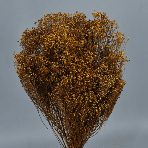 Brooms Ocre 100 gr, Ocre, 50cm