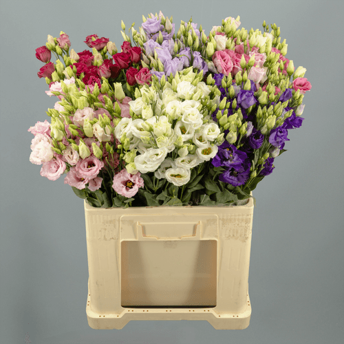 Caja de 60 Lisianthus (Colores Surtidos), Flor fresca de 65 cm de largo