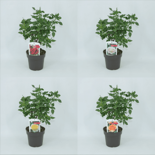 Rosal Arbustivo Mix, Mixto, 1 tallos, 45cm