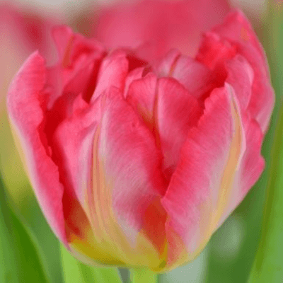 Tulipan Flash Point Double, Rosa, 1 tallos, 38cm