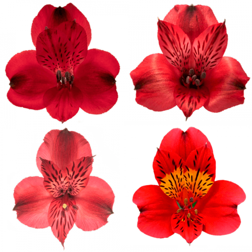 Alstroemeria Roja SuperSelect, Rojo, 1 tallos, 80cm