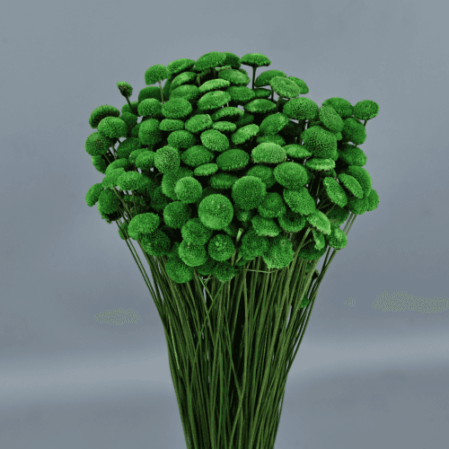 Botao Verde, Verde, 45cm