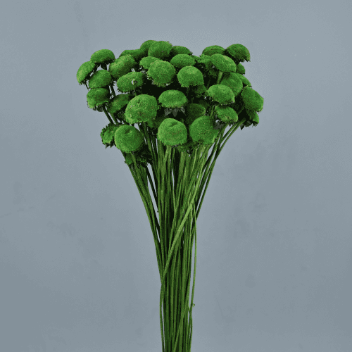 Pali Pala Verde, 50cm