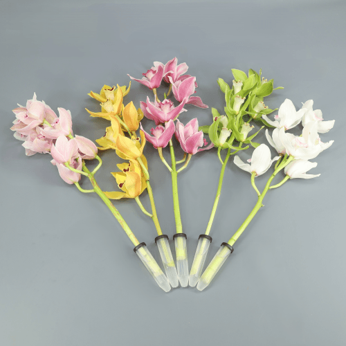 Cymbidium Mix x12, Mixto, 1 tallos, 50cm