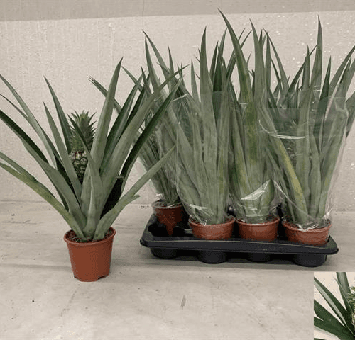 Ananas Champaca, Marrón/Verde