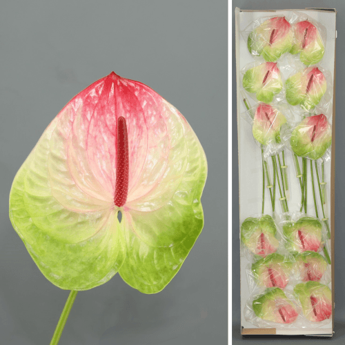 Anthurium Zafira x12, Rosa/Verde, 1 tallos, 45cm