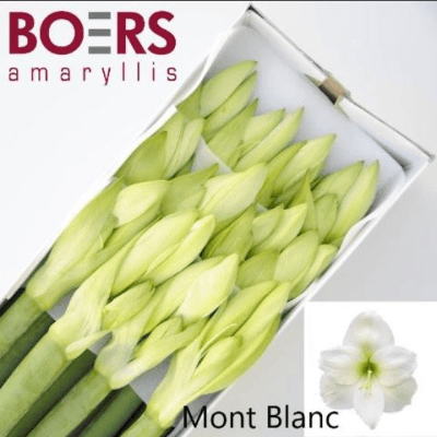 Hippeastrum Mont Blanc x12