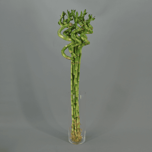 Lucky Bamboo spirale, Plante de 90 cm de haut, lot de 10 unités