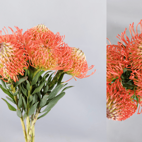 Leucospermum Succesion, Rojo, 1 tallos, 35cm