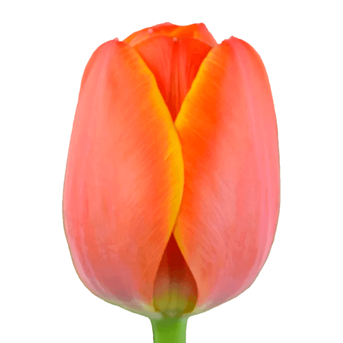 Tulipan Ad Rem, Naranja, 1 tallos, 44cm