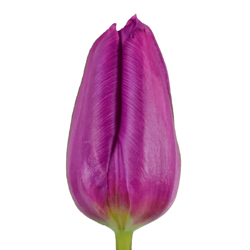 Tulipan Purple Prince, Púrpura, 1 tallos, 36cm