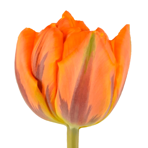 Bouquet de 50 tulipes doubles oranges Orange Princess, Fleur fraîche de 36 cm de long, 50 tiges