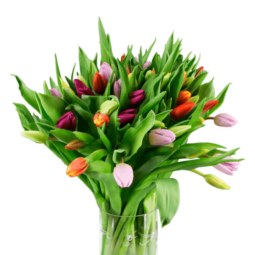 Tulipan Mix