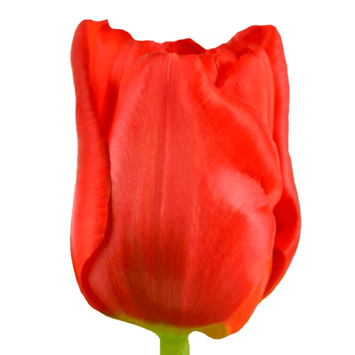 Tulipan Escape, Rojo, 1 tallos, 40cm