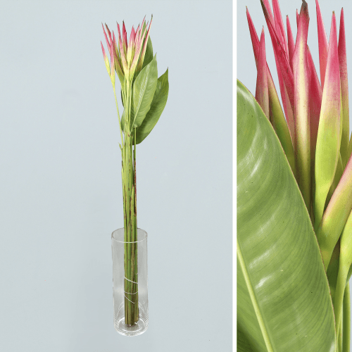 Heliconia Ps Sassy, Purpura/Blanco, 1 tallos, 80cm