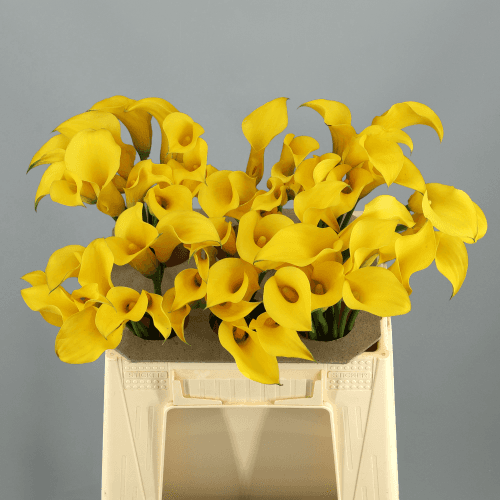 Cala Gold Medal, Amarillo, 1 tallos, 45cm