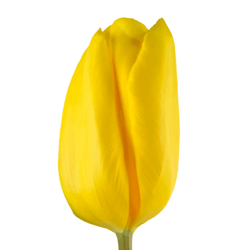 Tulipan Strong Gold, Amarillo, 1 tallos, 40cm