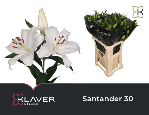 Lilium Oriental Santander 3, Blanco, 1 tallos, 75cm
