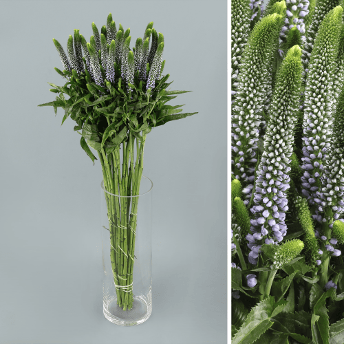 Veronica June, Lavanda, 1 tallos, 60cm