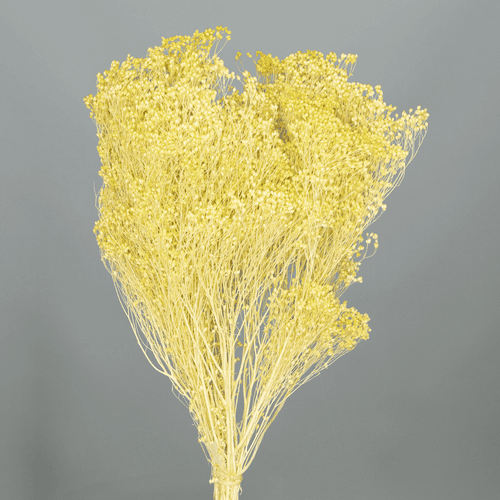 Retama preservada amarilla, Flor preservada de 50 cm de largo