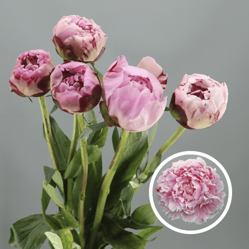 Peonia Sarah Bernhard, Rosa Claro, 1 tallos, 50cm