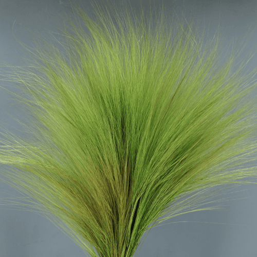 Barba preservada verde claro
