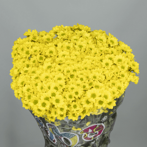 Crisantemo Santini Madiva Ringa Yellow 1100 gr, Amarillo, 1 tallos, 55cm