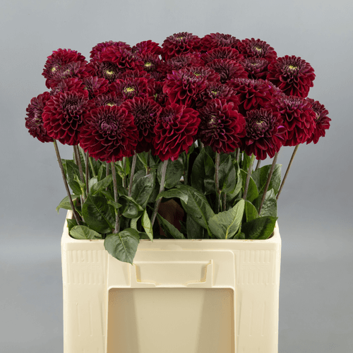 Ramo de Dalia (Dahlia) Black Fox granate, Flor fresca de 60 cm de largo, 50 tallos