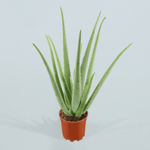 Aloe Vera, Verde