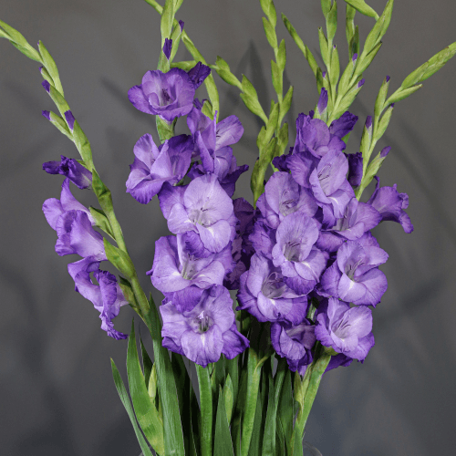 Ramo de 10 Gladíolos Mojito (Gladiolus), Flor fresca de 110 cm de comprimento, 10 hastes