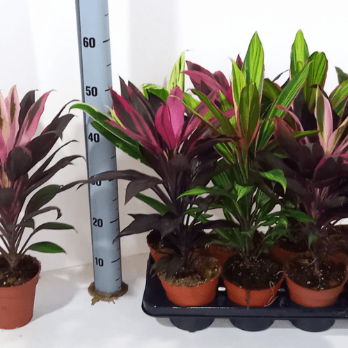 Cord Mix, Mixto, 1 tallos, 45cm