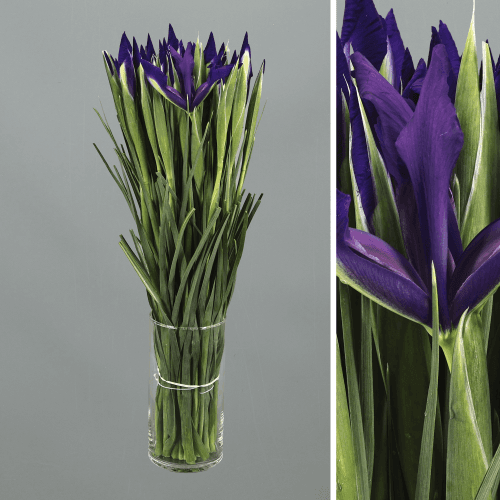 Iris Blue Magic, Azul/Amarillo, 1 tallos, 64cm