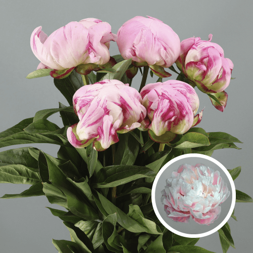 Peonia Ussiknow, Rosa, 1 tallos, 50cm