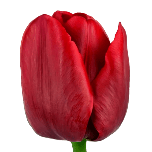 Tulipan Ille De France, Rojo, 1 tallos, 38cm