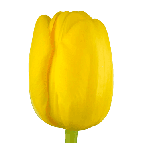 · Tulipan Novi Sun
