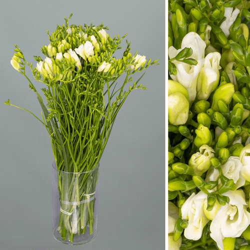 Bouquet de Freesia x hybrida 'Diamond River' blanche, Fleur fraîche de 52 cm de long, 50 tiges