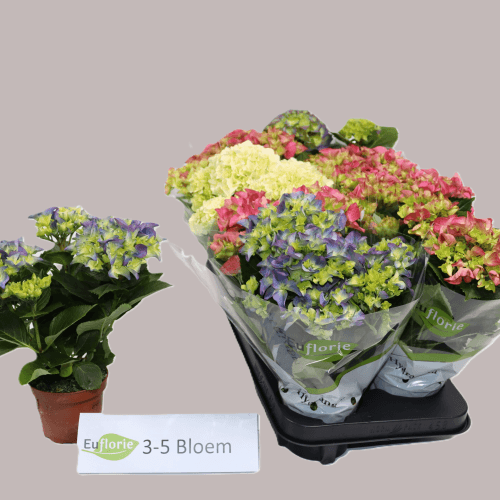 Hydrangea Mix 3Flo, Mixto, 1 tallos, 32cm