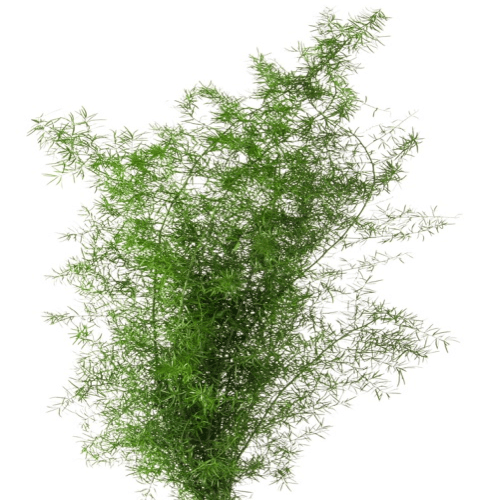Sprengeri Fern Verde, 50cm