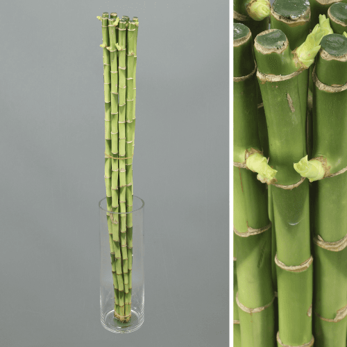 Lucky Bamboo Recto, Verde, 1 tallos, 70cm