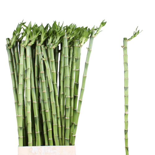 Lucky Bamboo recto