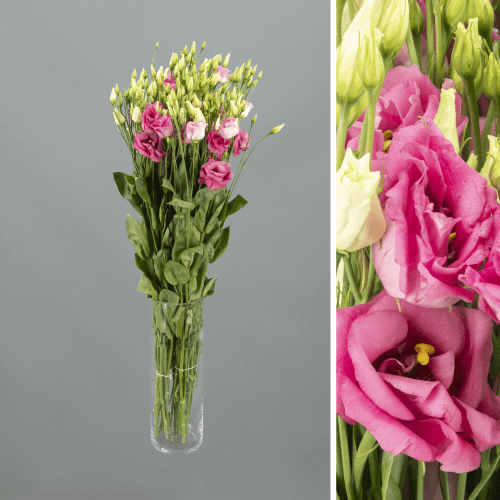 Lisianthus Doble Hot Pink, Fucsia, 1 tallos, 70cm