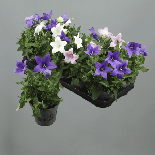 Platycodon Mix, Mixto, 1 tallos, 20cm