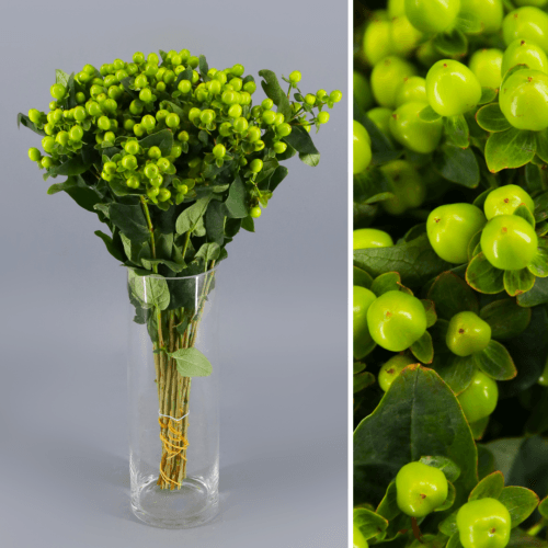 Hypericum Magical Green Power