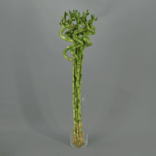 Lucky Bamboo Espiral